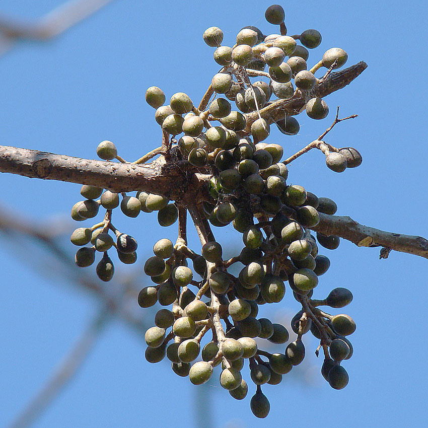 Bursera simaruba (Gumbo Limbo) (alternate view 3)