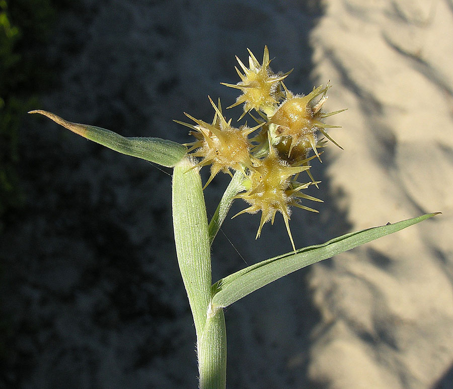 Cenchrus spinifex (coastal sandbur) (alternate view 7)