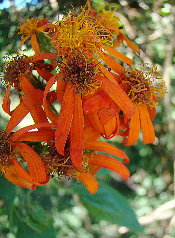 Pseudogynoxys chenopodioides (Mexican Flame Vine) (alternate view 7)