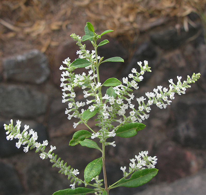 Aloysia gratissima (Whitebrush) (alternate view 6)