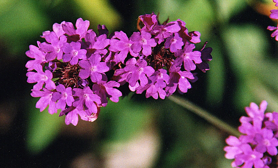 Verbena rigida (Rigid Verbena) (alternate view 9)