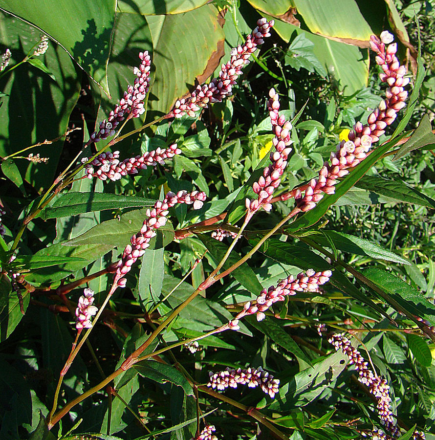 Persicaria hydropiperoides (swamp smartweed) (alternate view 8)