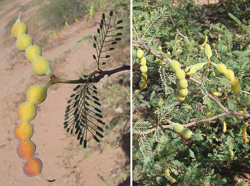 Vachellia (thorn trees)
