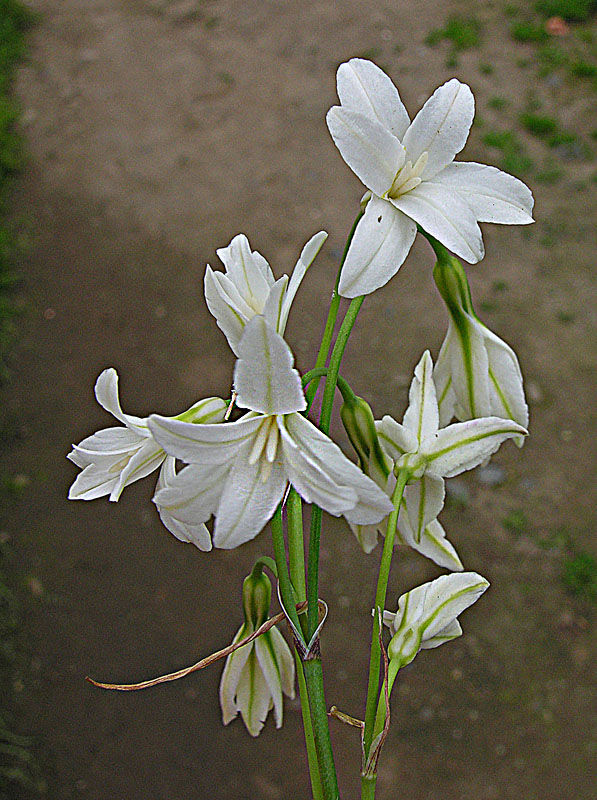 Nothoscordum bivalve (crowpoison)