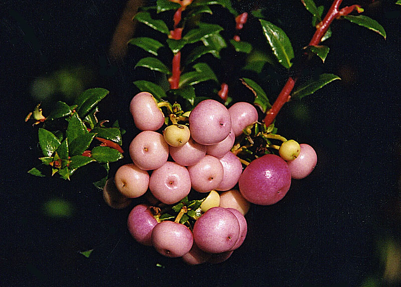 Gaultheria mucronata (Chilean pernettya) (alternate view 12)