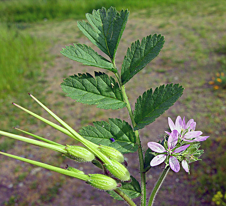Erodium moschatum (musk stork's-bill)