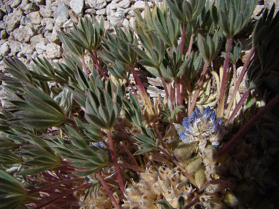 Lupinus sparsiflorus (Coulter's lupine) (alternate view 9)