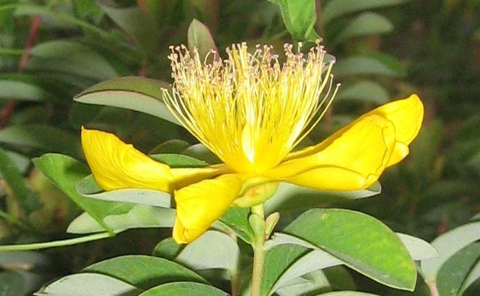 Hypericum androsaemum (Tutsan)