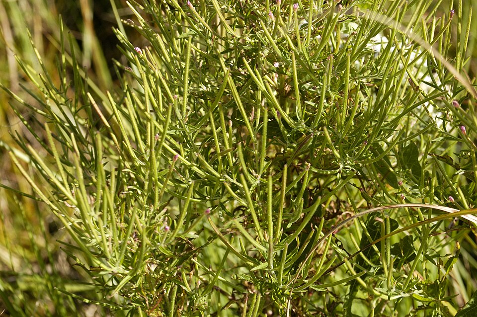 Epilobium coloratum (cinnamon willowherb) (alternate view 10)
