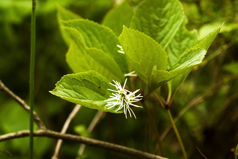 Chloranthus fortunei