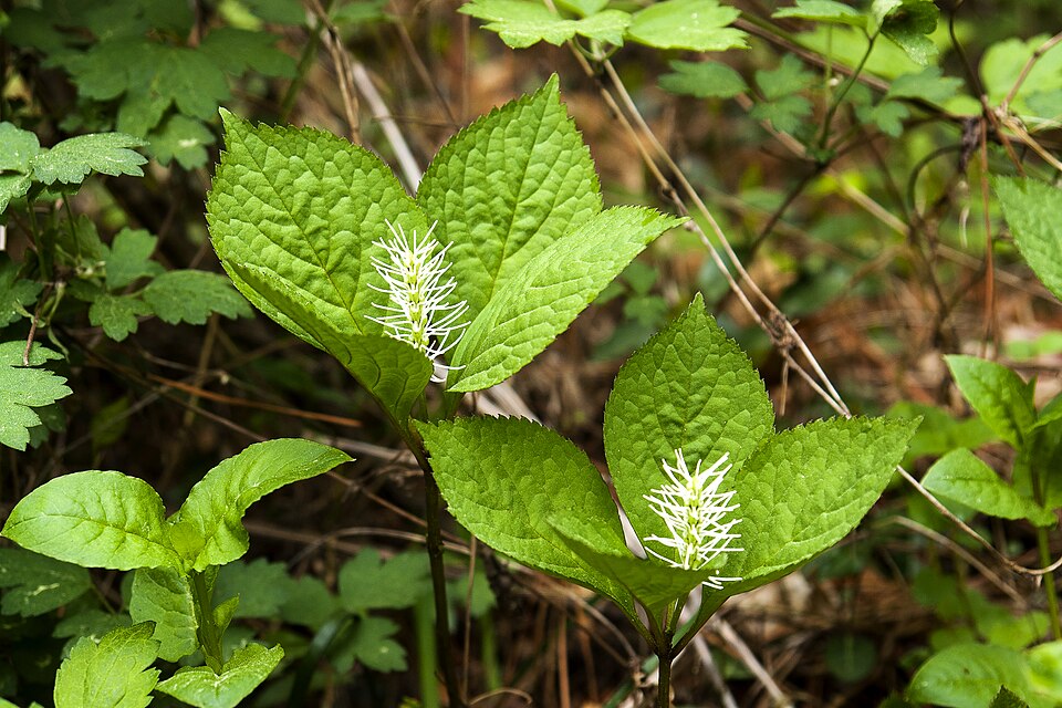 Chloranthus fortunei (alternate view 2)