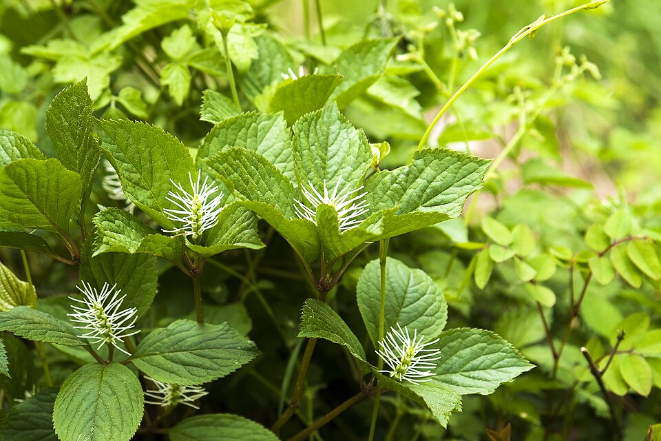 Chloranthus fortunei (alternate view 3)