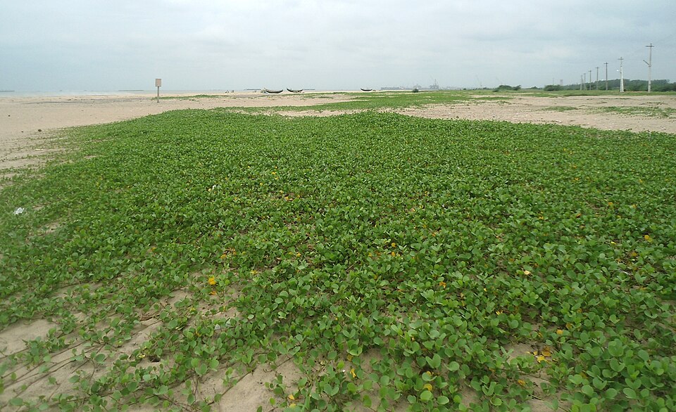 Ipomoea pes-caprae (Beach Morning Glory)