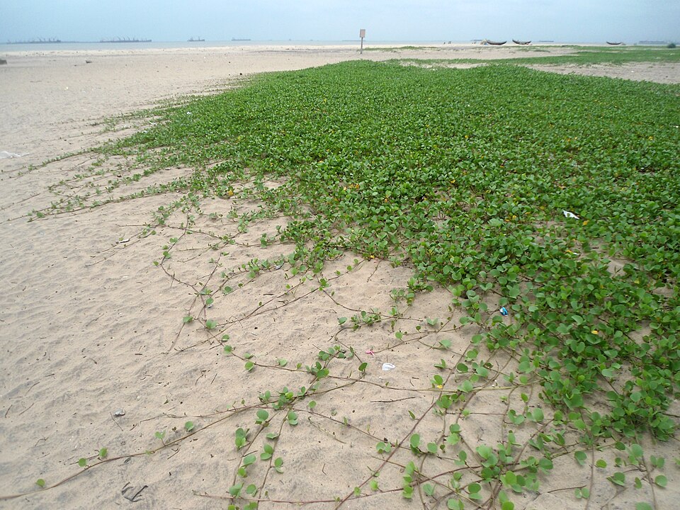 Ipomoea pes-caprae (Beach Morning Glory)