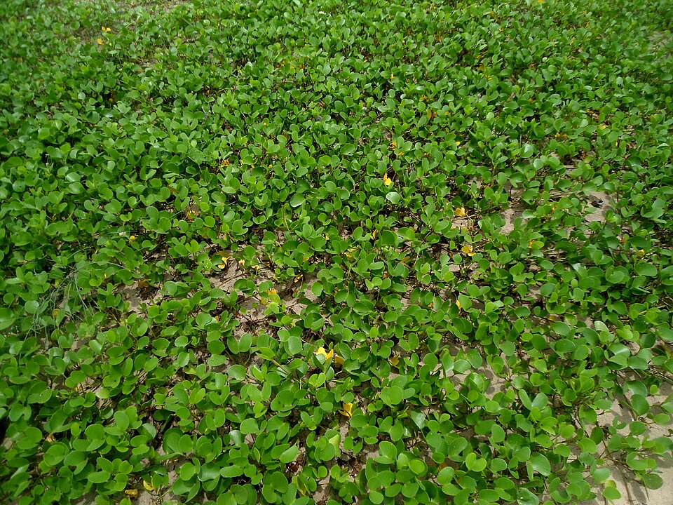 Ipomoea pes-caprae (Beach Morning Glory)