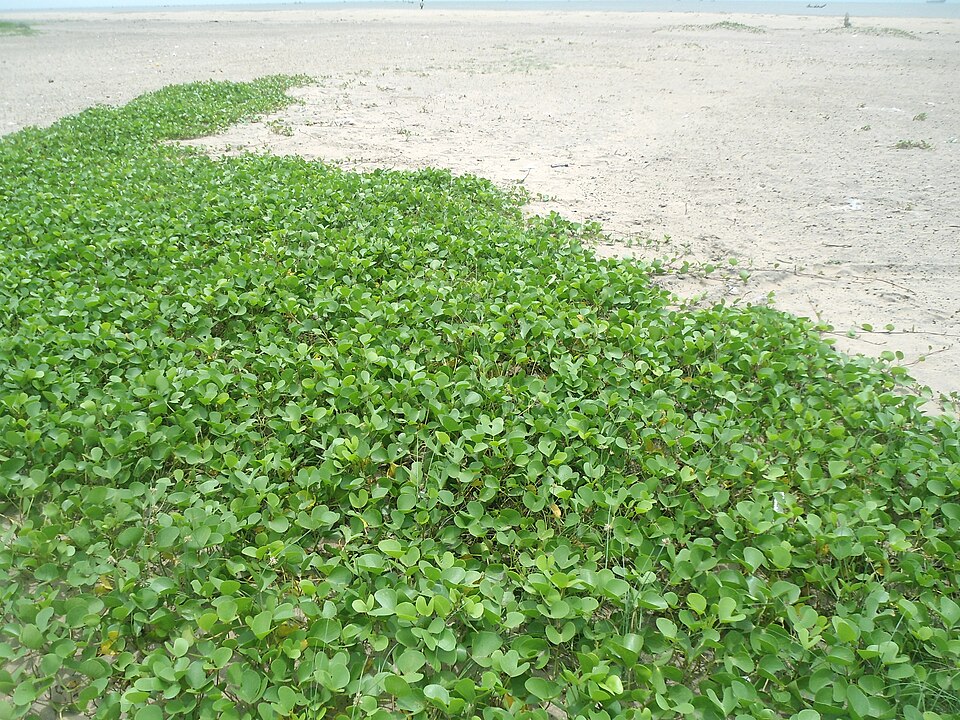 Ipomoea pes-caprae (Beach Morning Glory)