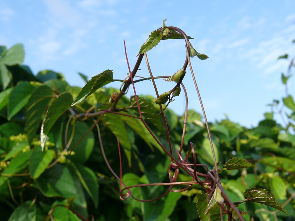 Apocissus antarctica (Kangaroo Vine) (alternate view 6)