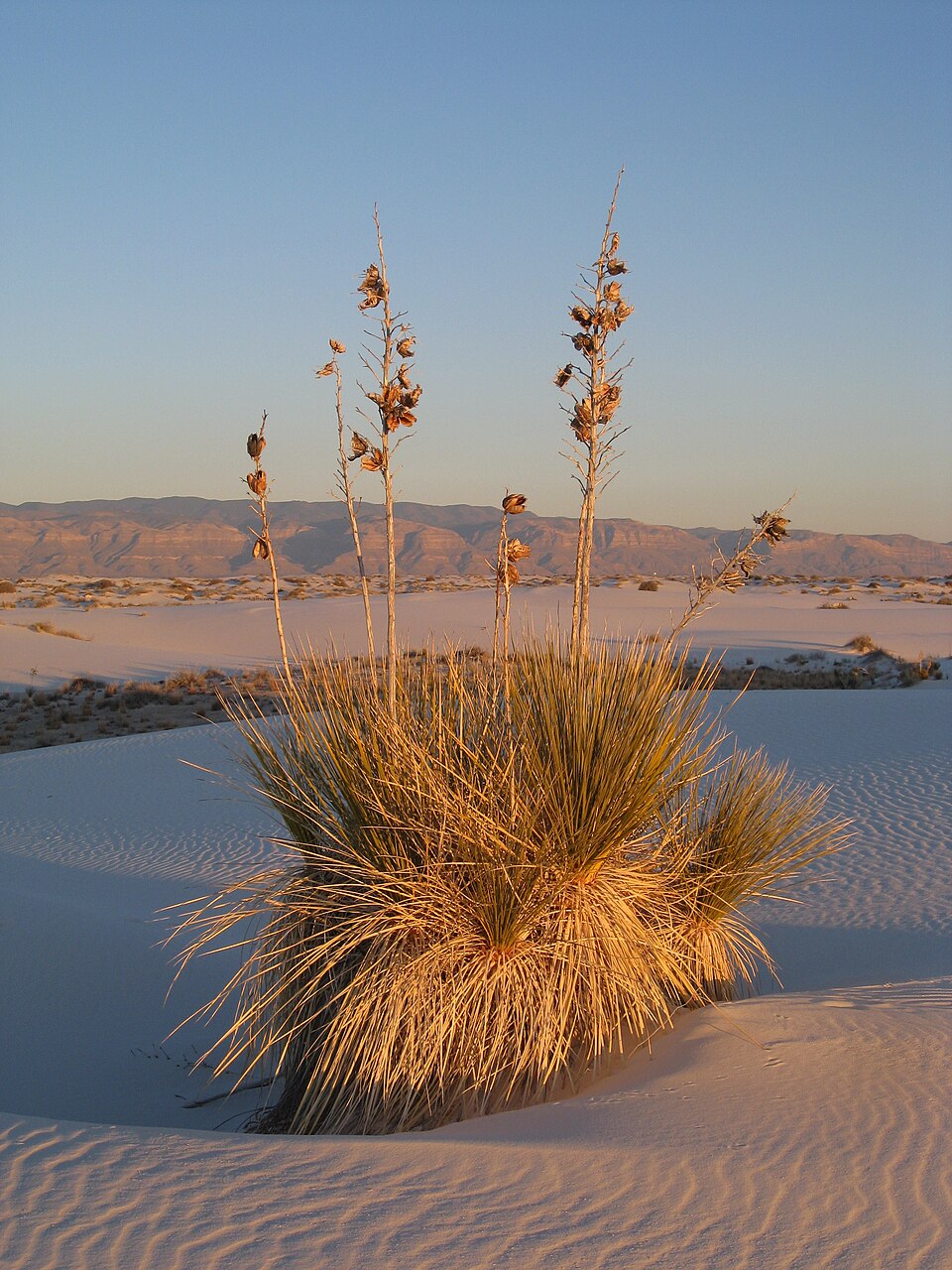 Yucca elata (soaptree yucca) (alternate view 5)