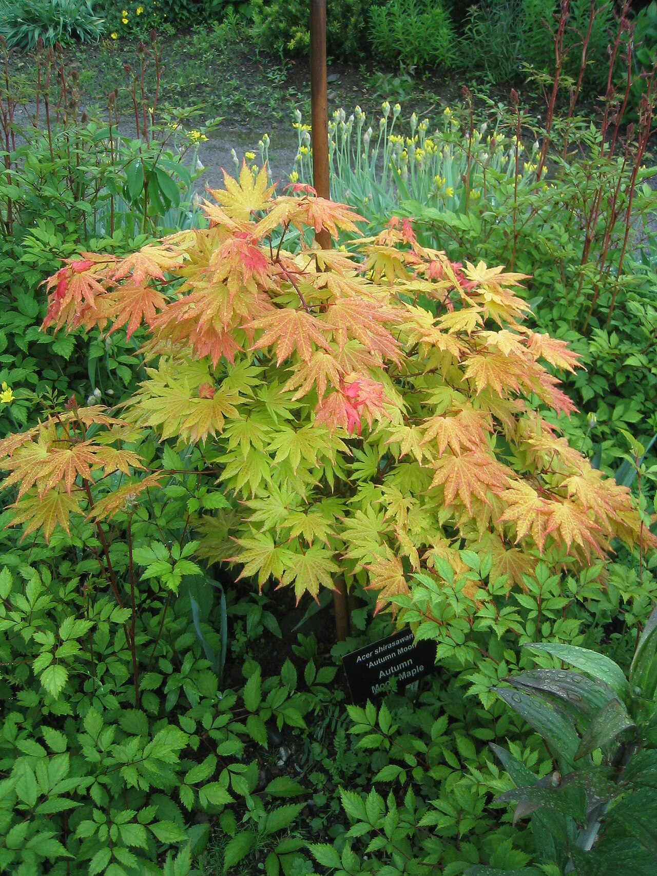 Acer shirasawanum, Shirasawa maple — upright deciduous (Sapindaceae) (image 10 of 10)