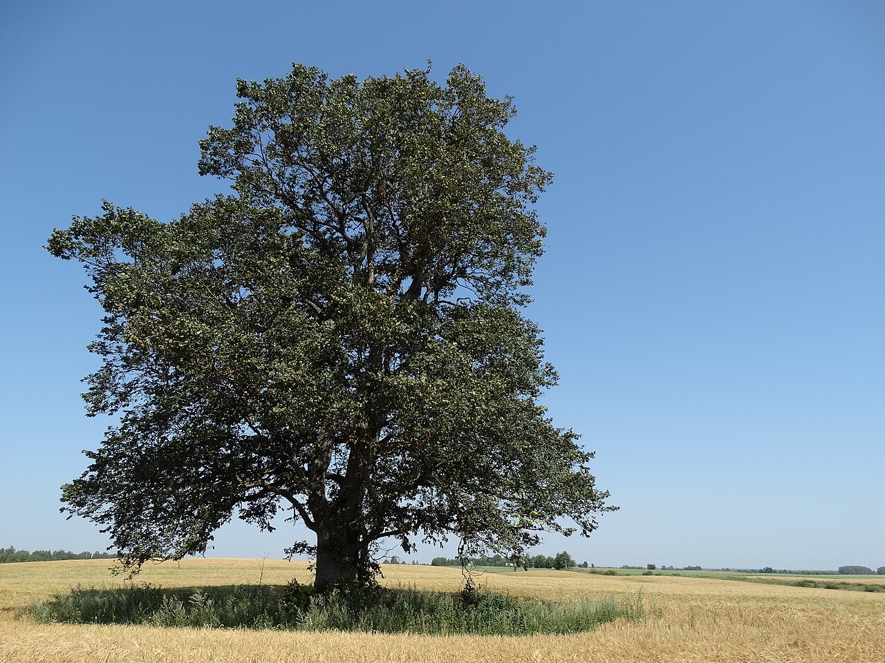 Ulmus glabra, Wych elm — spreading deciduous (Ulmaceae) (image 8 of 8)