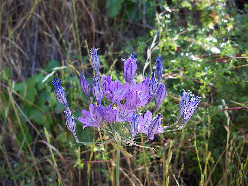 Triteleia laxa (Ithuriel's Spear) (alternate view 5)