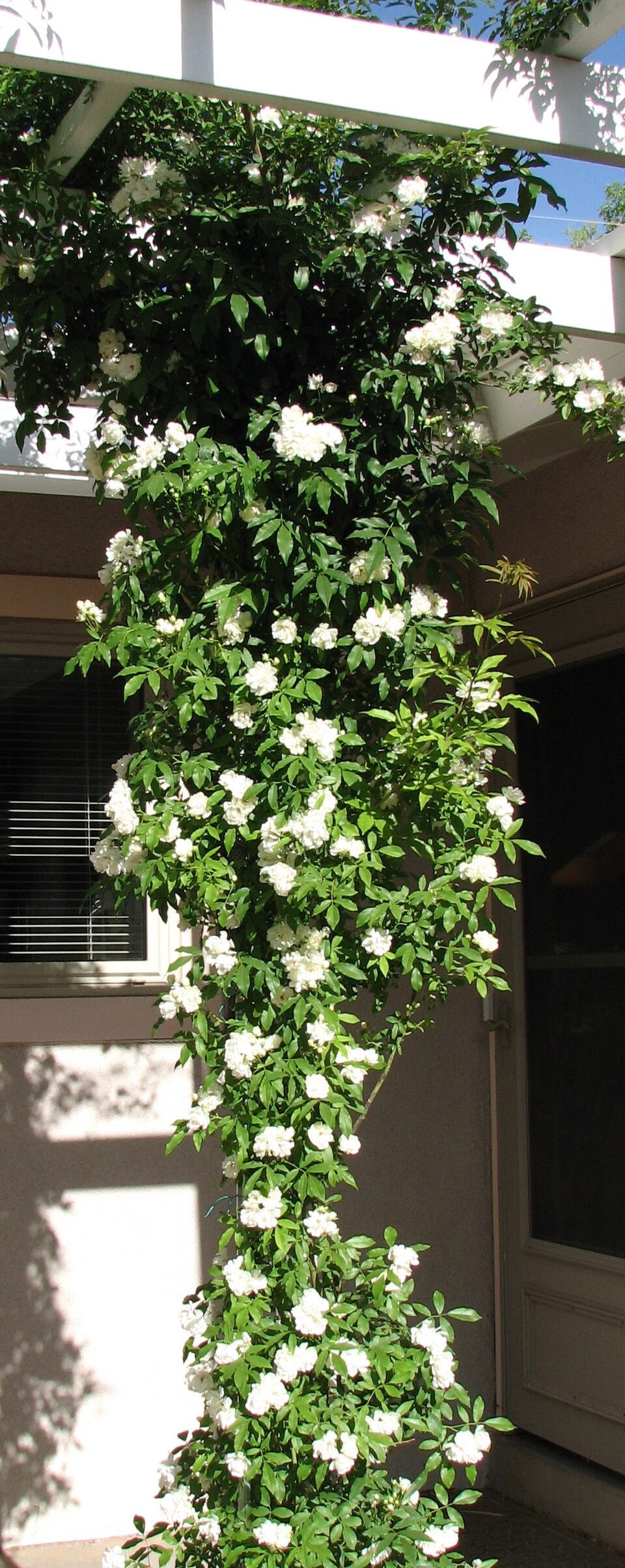 Rosa banksiae (Lady Banks Rose) (alternate view 9)