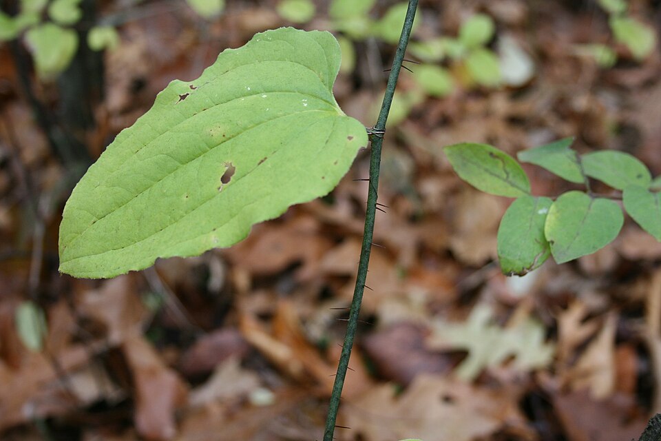 Smilax tamnoides (bristly greenbrier) (alternate view 6)
