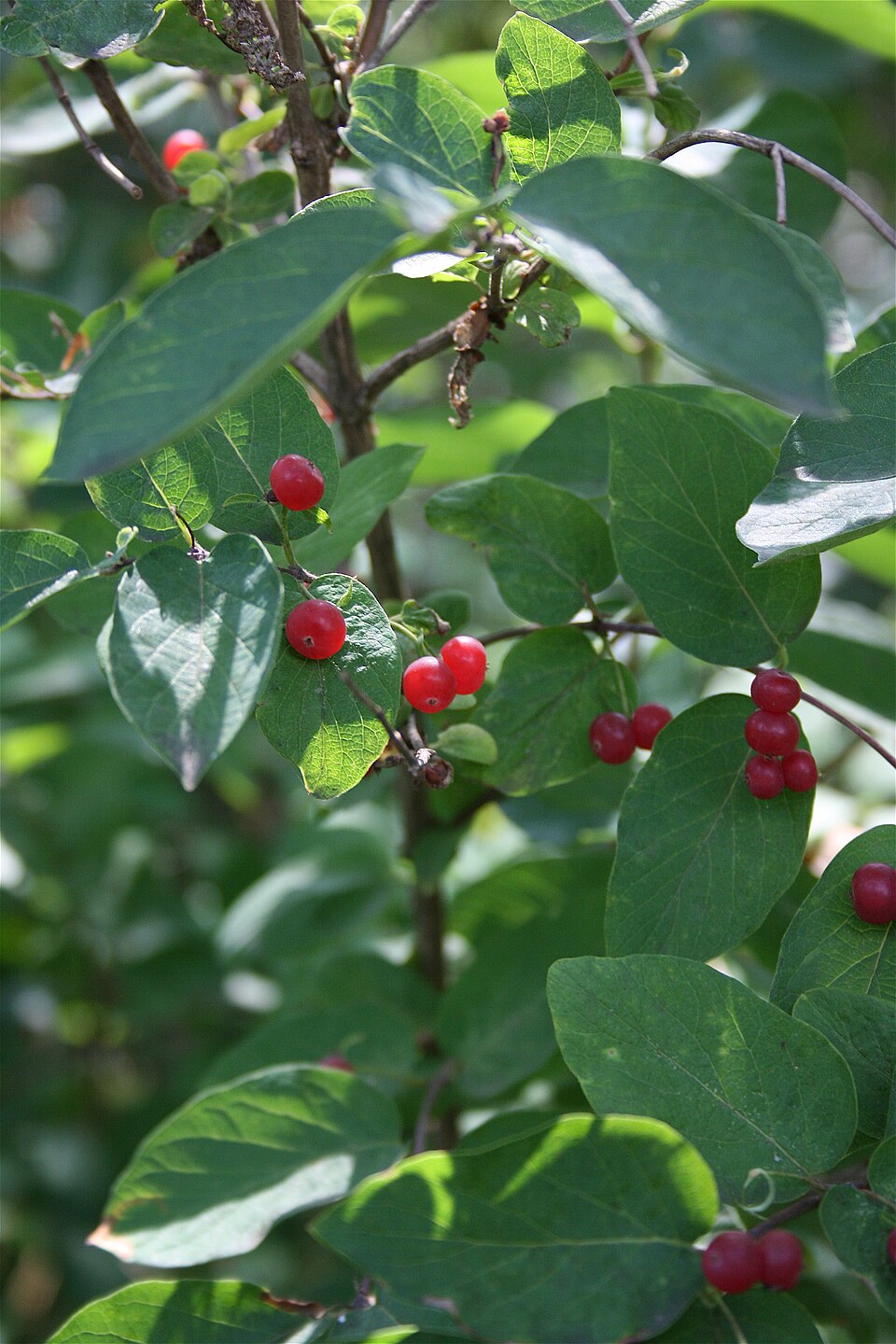Lonicera × bella (showy fly honeysuckle)