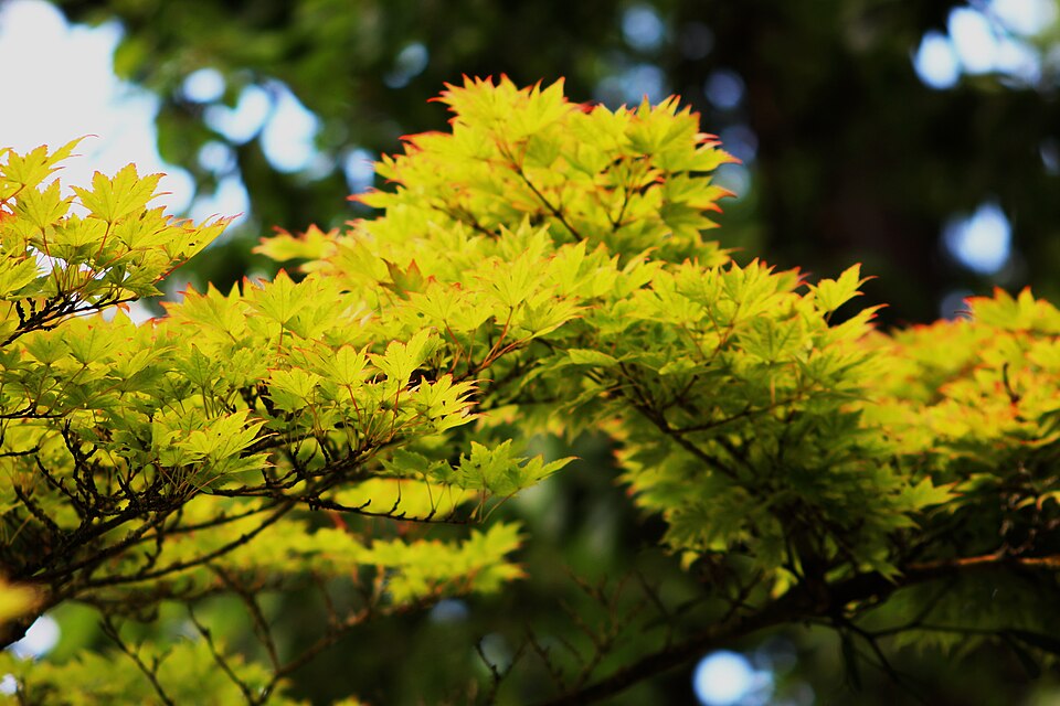 Acer sieboldianum (Siebold Maple) (alternate view 10)