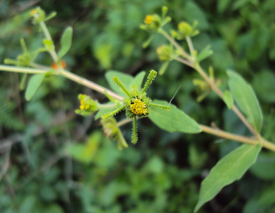 Sigesbeckia orientalis (Eastern St Paul's-wort) (alternate view 10)