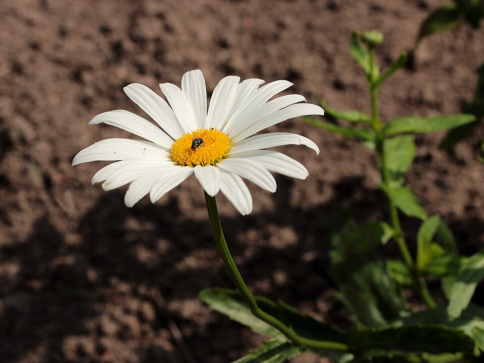 Leucanthemum x superbum 'Alaska' (Alaska Shasta Daisy)