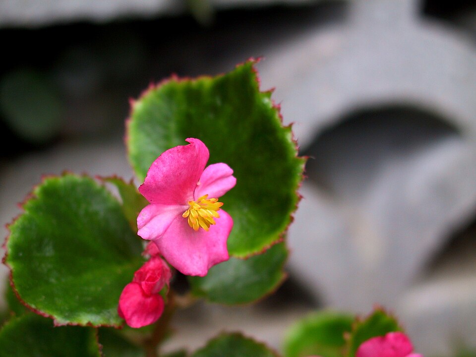 Begonia × semperflorens-cultorum (wax begonia) (alternate view 6)