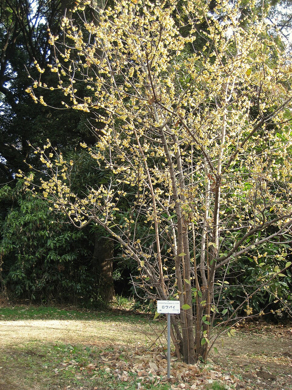 Chimonanthus praecox (Wintersweet) (alternate view 4)