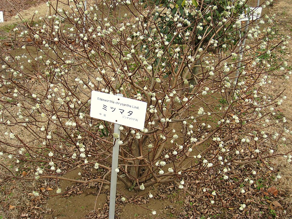 Edgeworthia chrysantha (edgeworthia, paperbush) (alternate view 9)