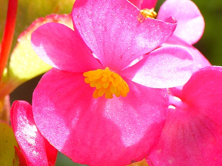 Begonia × semperflorens-cultorum (wax begonia) (alternate view 7)