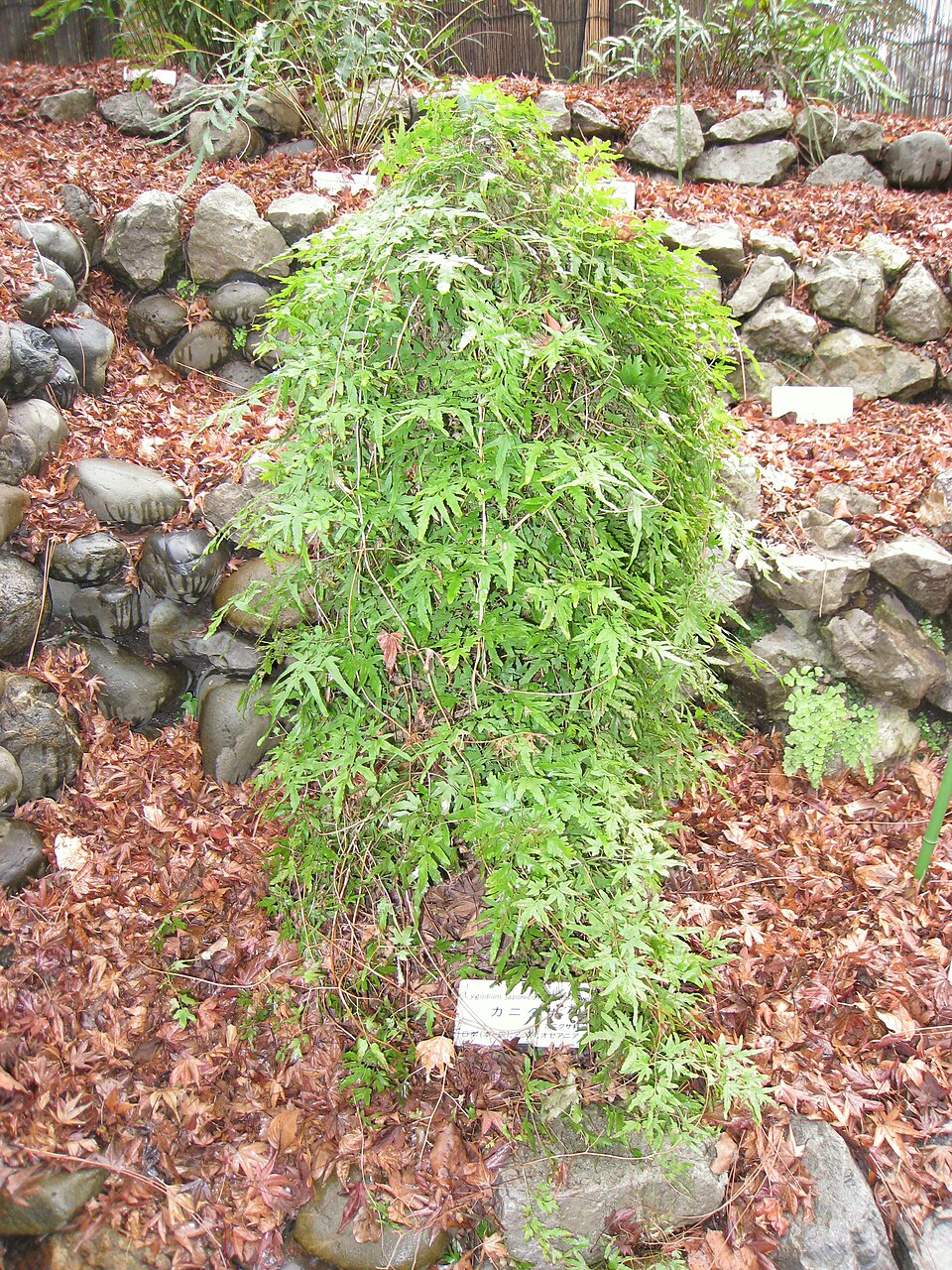 Lygodium japonicum (Japanese climbing fern)