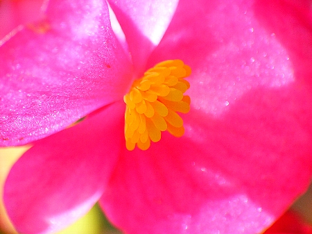 Begonia × semperflorens-cultorum (wax begonia) (alternate view 8)