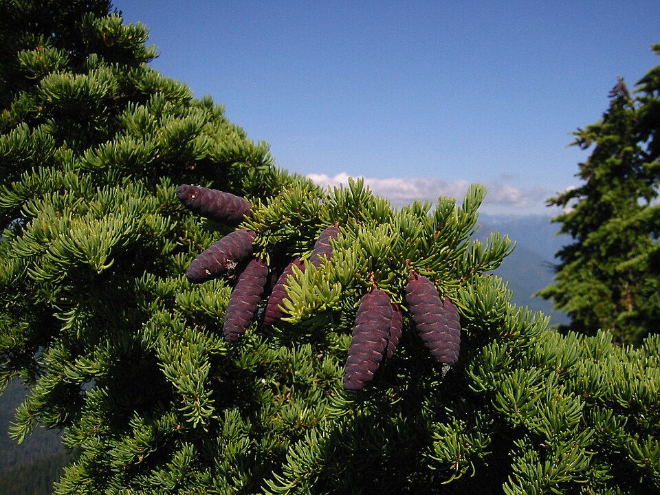 Tsuga mertensiana (mountain hemlock) (alternate view 7)