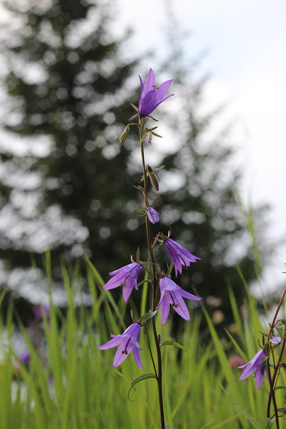 Campanula rapunculoides (Creeping Bellflower)