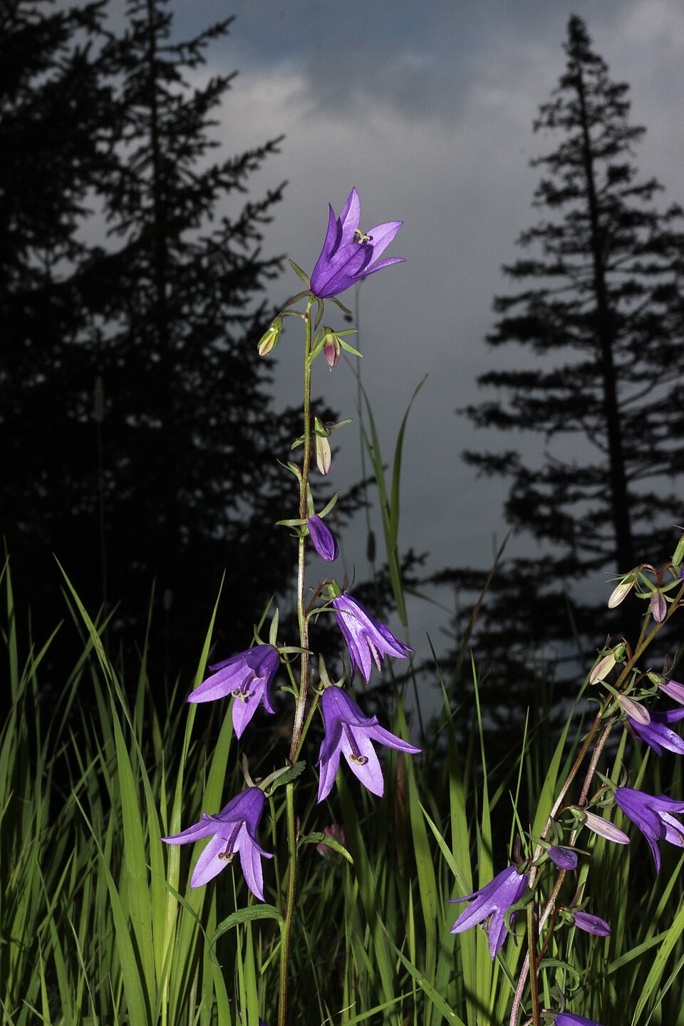 Campanula rapunculoides (Creeping Bellflower)