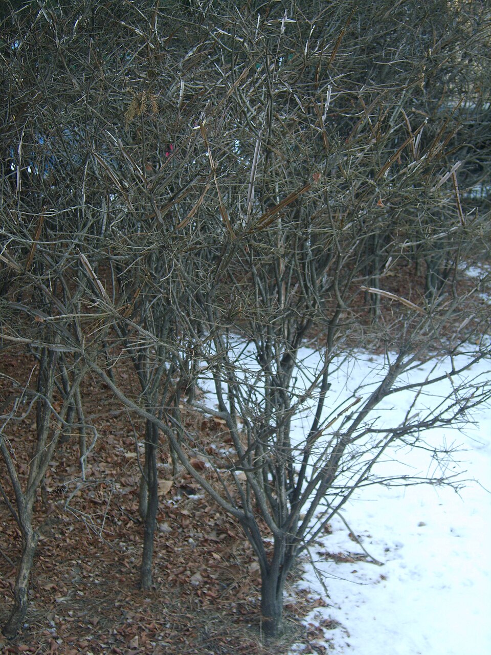 Euonymus alatus (Burning Bush) (alternate view 6)