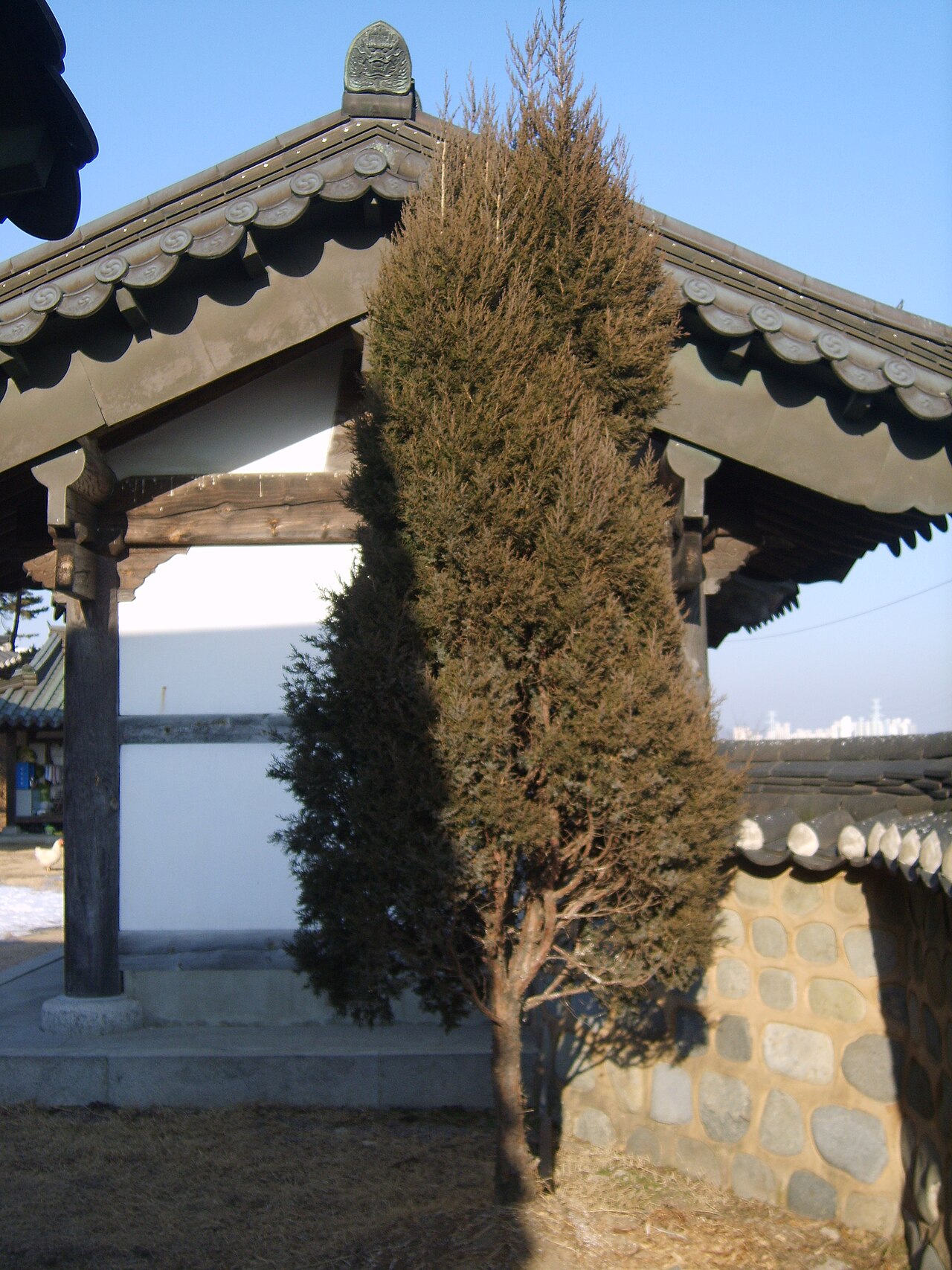 Juniperus chinensis, Chinese juniper — upright evergreen (Cupressaceae) (image 3 of 8)