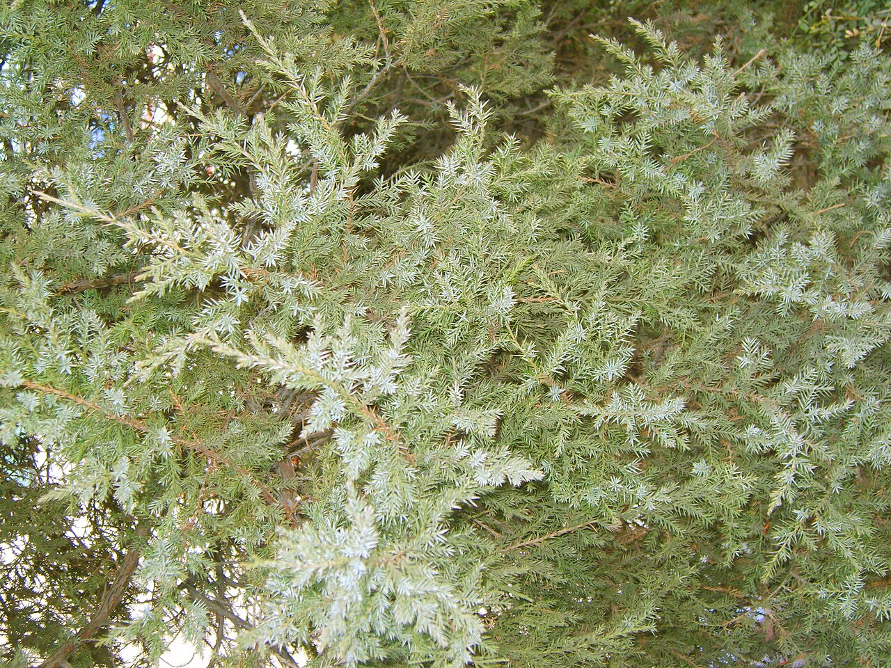 Juniperus chinensis, Chinese juniper — upright evergreen (Cupressaceae) (image 4 of 8)