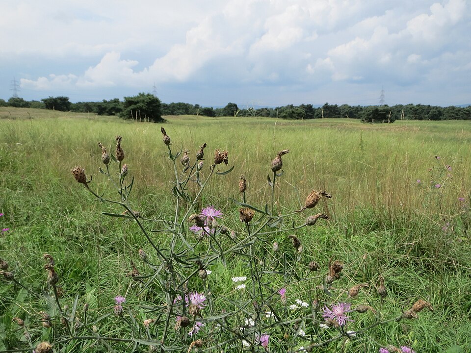 Centaurea scabiosa (Greater Knapweed)