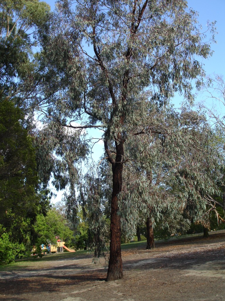 Eucalyptus sideroxylon (Red Ironbark) (alternate view 4)