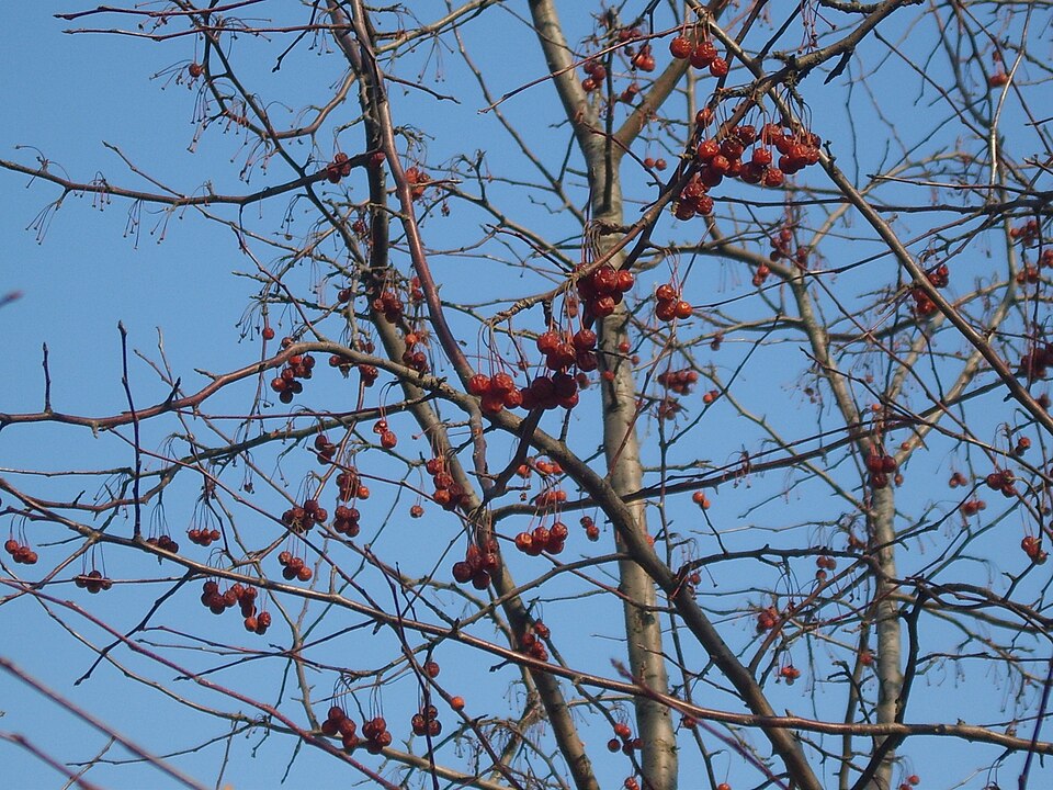 Sorbus alnifolia (Korean Mountain Ash) (alternate view 2)