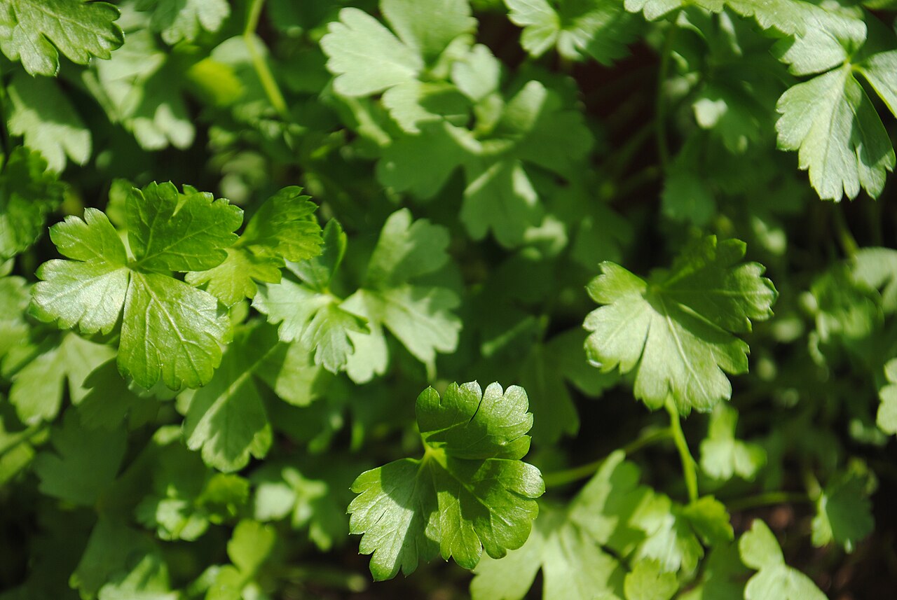 Petroselinum crispum, Parsley — clumping semi-evergreen (Apiaceae) (image 5 of 7)