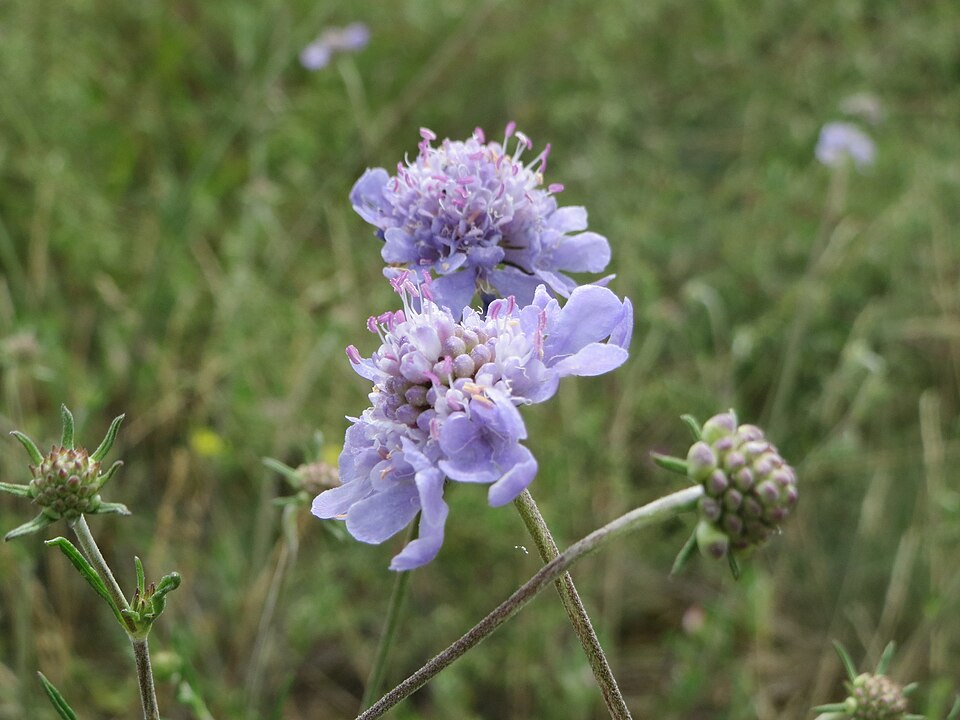 Scabiosa canescens (Gray Pincushion Flower) (alternate view 6)