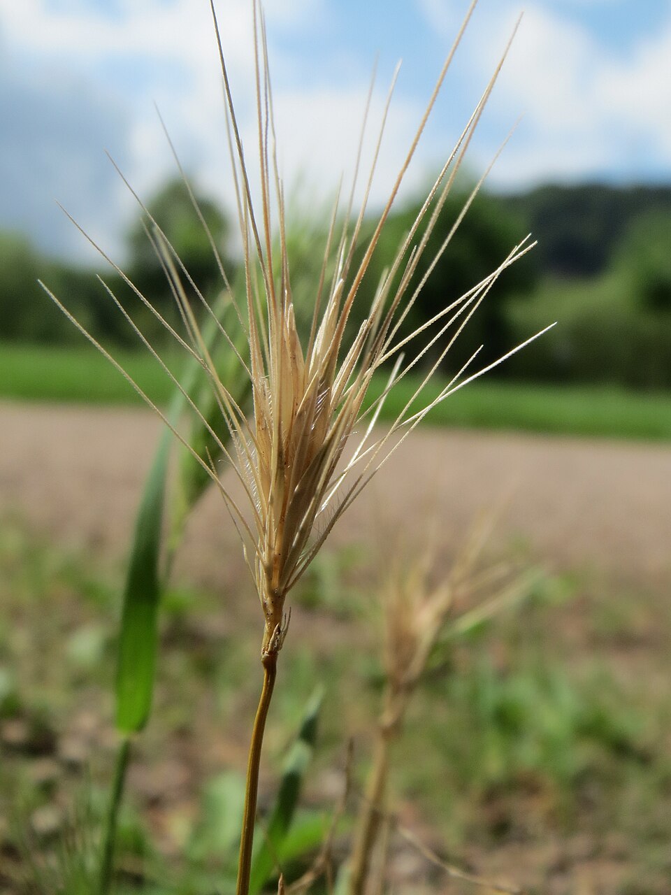 Hordeum murinum (wall barley)