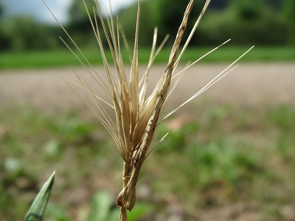 Hordeum murinum (wall barley)